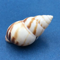 #14 Amphidromus perversus emaciatus 48.2mm Klaten, Central Java