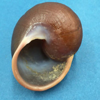 #1 Trachystyla cryptica ssp. 56.1mm Leyte, Philippines, Camaenidae