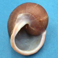 #2 Trachystyla cryptica ssp. 56.3mm Leyte, Philippines, Camaenidae