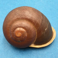 #4 Trachystyla cryptica ssp. 53.7mm Leyte, Philippines, Camaenidae