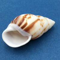 #4 Amphidromus perversus emaciatus 46.7mm Klaten, Central Java