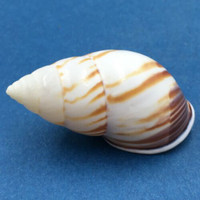 #9 Amphidromus perversus emaciatus 46.4mm Klaten, Central Java