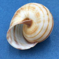 Thersites zebrina 33.4mm Bowen, Qld., Australia, Under Leaf Litter In Scrub