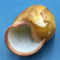 #2 Helicobulinus turbinoides 60.9mm Catanduanes, Philippines Camaenidae