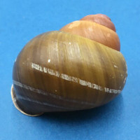 #3 Helicobulinus turbinoides 62.6mm Catanduanes, Philippines Camaenidae