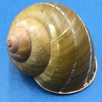 #7 Helicobulinus turbinoides 57.1mm Catanduanes, Philippines Camaenidae