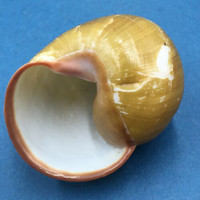 #7 Helicobulinus turbinoides 57.1mm Catanduanes, Philippines Camaenidae