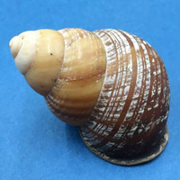 #2 Cochlostyla cf. leucophaea ssp. 55mm Cebu, Philippines Camaenidae