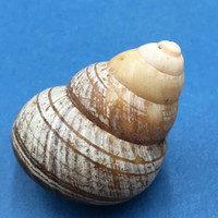 #3 Cochlostyla cf. leucophaea ssp. 54.4mm Cebu, Philippines Camaenidae