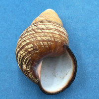 #7 Cochlostyla cf. leucophaea ssp. 61.7mm Cebu, Philippines Camaenidae