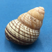 #8 Cochlostyla cf. leucophaea ssp. 53.1mm Cebu, Philippines Camaenidae