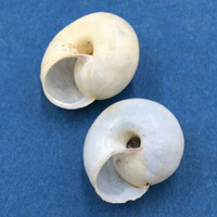 #3 Fruticicola fruticum 19-20.9mm Andalo, Trentino, N. Italy Camaenidae