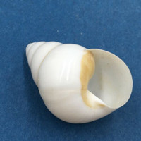 #2 Helicostyla concinna 36mm Cagayan, Luzon, Philippines, 1989 Camaenidae