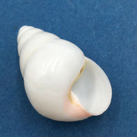 #4 Helicostyla concinna 33.5mm Cagayan, Luzon, Philippines, 1989 Camaenidae