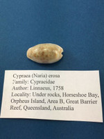 #8 Cypraea (Naria) erosa 29mm Great Barrier Reef, Australia, Under Rocks