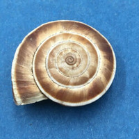 #6 Laeocathaica distinguenda 26.3mm China Camaenidae