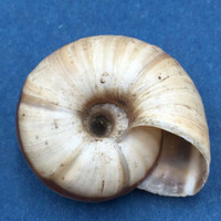 #6 Laeocathaica distinguenda 26.3mm China Camaenidae