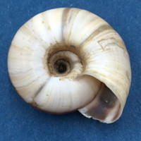 #7 Laeocathaica distinguenda 26.4mm China Camaenidae