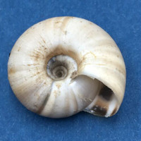 #8 Laeocathaica distinguenda 23.9mm China Camaenidae