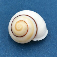 #1 Pachysphaera sphaerica 23.5mm Philippines Camaenidae