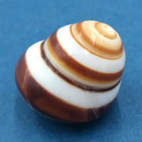 #1 Cochlostyla fulgens 33mm Philippines Camaenidae