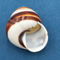 #1 Cochlostyla fulgens 33mm Philippines Camaenidae