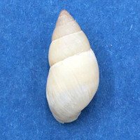 #1 Bulimulus guadalupensis 18.6mm Port Antonio, Jamaica, 1966, Bulimulidae