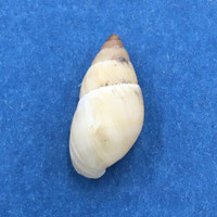 #2 Bulimulus guadalupensis 17.7mm Port Antonio, Jamaica, 1966, Bulimulidae