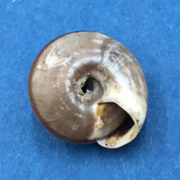 #9 Laeocathaica polytyla 15.5mm China Camaenidae