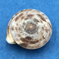 #11 Laeocathaica polytyla 15.4mm China Camaenidae