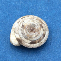 #13 Laeocathaica polytyla 15mm China Camaenidae