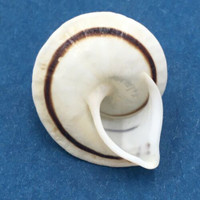 #3 Oxychona lonchostoma 20.1mm NW Itabuna, Bahia, Brazil Bulimulidae