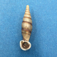 #1 Grandinenia fuchsi 34.4mm Guangxi, China Clausiliidae