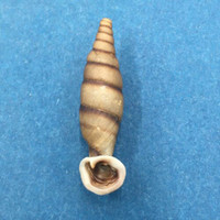 #2 Grandinenia fuchsi 30.8mm Guangxi, China Clausiliidae