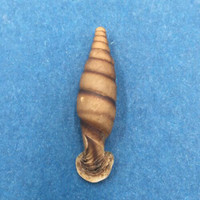 #2 Grandinenia fuchsi 30.8mm Guangxi, China Clausiliidae