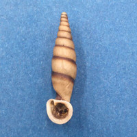 #4 Grandinenia fuchsi 34.9mm Guangxi, China Clausiliidae