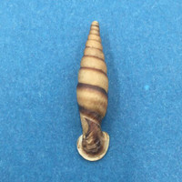 #4 Grandinenia fuchsi 34.9mm Guangxi, China Clausiliidae