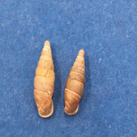 #2 Cochlodina laminata 13-15mm S. Belgium Between Virton & Torgny On Trees