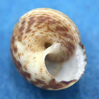 #1 Cyclophorus sowerbyi 8.3mm Sevilla, Bohol, Philippines, 1986