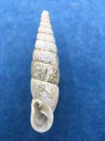 #7 Cochlodina laminata ALBINO 14.9mm S. Belgium Between Virton & Torgny On Trees