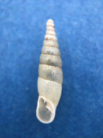 #9 Cochlodina laminata ALBINO 15.2mm S. Belgium Between Virton & Torgny On Trees