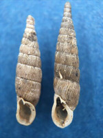 #5 Alinda biplicata 15-17mm Kaprun, Belgium, alive on rocks, 1984 Clausiliidae