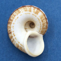 #10 Cyclophorus daraganicus 29.8mm South Luzon, Philippines