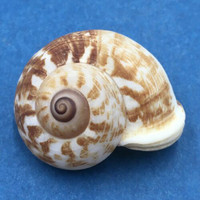 #12 Cyclophorus daraganicus 29.4mm South Luzon, Philippines