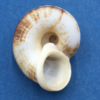 #12 Cyclophorus daraganicus 29.4mm South Luzon, Philippines