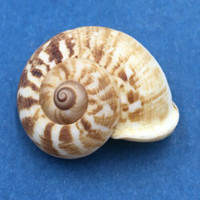 #15 Cyclophorus daraganicus 28.2mm South Luzon, Philippines