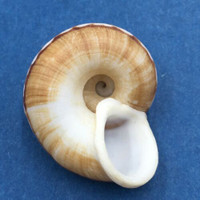 #18 Cyclophorus daraganicus 28.6mm South Luzon, Philippines