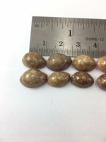 #7 Cypraea Poraria Set 10 Pcs 12.7-15.1mm Dived 20-50m Borongan Island, Philippines