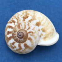 #27 Cyclophorus daraganicus 30.3mm South Luzon, Philippines