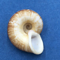 #29 Cyclophorus daraganicus 28.3mm South Luzon, Philippines